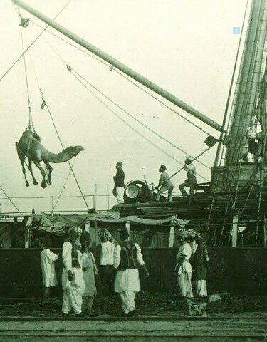 Camels being unloaded from a ship (photo courtesy of Al-Kami).